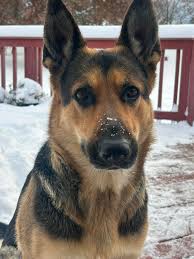 German Shepherds Family