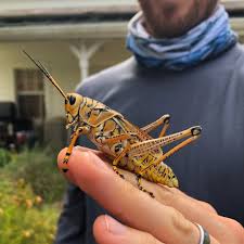 In winters, they remain in their egg stage. Florida Master Gardener Program The Colorful Eastern Lubber Is One Of The Most Distinctive And Destructive Grasshopper Species Found In The Southeastern United States They Occur In Such Significant Numbers That