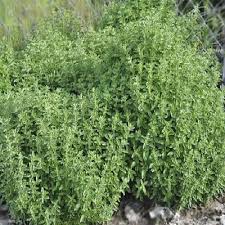 Image result for Origanum