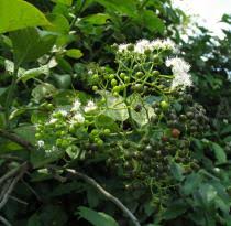 Image result for Ehretia cymosa