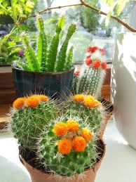 How to grow a moon cactus. Gardening Hacks Basic Tips In Growing Cacti Indoors Steemit