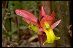 Image result for Halopegia azurea