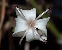 Image result for Clerodendrum ternatum