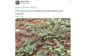 Gambar sketsa bisa ditafsirkan sebagai salah satu karya seni sangat murni. Mimosa Pudica Si Putri Yang Pemalu Hitekno Com