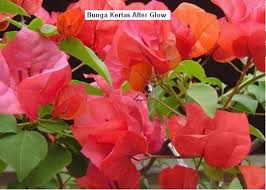Pokok ini tergolong dalam family nyctaginaceae yang mengandungi 250. Jenis Jenis Bunga Kertas Atau Bunga Bougainvillea Plant Facebook