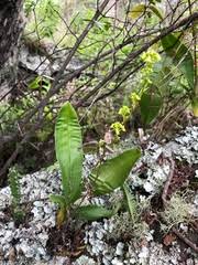 Image result for Polystachya bifida