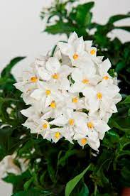 Fiori bianchi da coltivare in vaso. Solanum Jasminoides Viridea