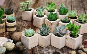 Cây cảnh mini handmade