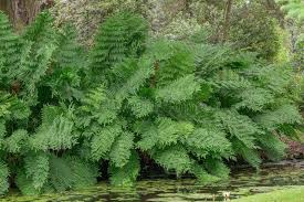 Image result for Osmundaceae