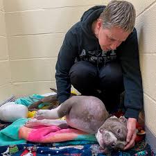 Pit Bull With Volleyball-Sized Tumor Gets Adopted By Vet Tech | OC Shelter Pets