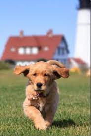 A golden retriever is an excellent choice! Goldenridge Kennels Golden Retriever Puppies For Sale In New England Golden Retriever Dogs Golden Retriever American Golden Retriever