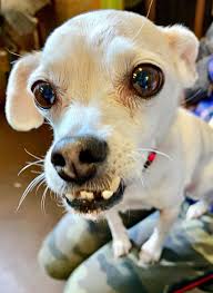 However, in order to adhere to the cdc guidelines of social distancing,. We Love Pets At Ballard Food Bank Ballard Food Bank