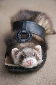 homemade ferret toys who needs to