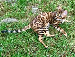 They were cross bred between an asian leopard cat and a domestic cat in the 1950s. Bengalkatze Timur Bengalkatze Bengal Cat Timur Bengals Bengal Katze Bengaalse Kat Bengalen Katten