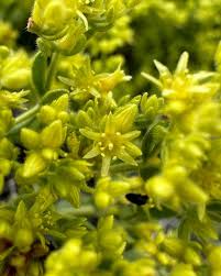 Image result for Embelia xylocarpa