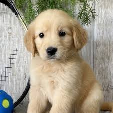 Why buy a golden retriever puppy for sale if you can adopt and save a life? Price Golden Retriever Puppy 648859 Puppyspot