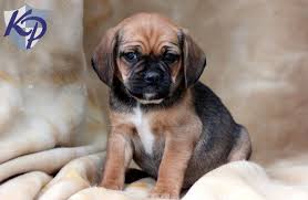 Black And Tan Puggle Puppies For Sale Puppy Finder Find Buy A Dog Today By Using Our Petfinder Puggle Puppies Puggle Puppies For Sale Puggle