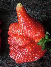 Fraise g&eacute;niale | abenchaalors.fr