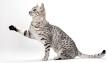 How to Identify an Egyptian Mau: 10 Steps (with Pictures)