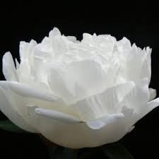 Quality madame claude tain roots at peony shop holland. Peony Madame Claude Tain For Professionals P Aker Website Is A Quality Supplier