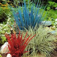 Ihr experte für garten und landschaft. Winterbluhende Alpenrose Blumen Fur Garten Gartenschirme Ziergras
