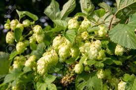 Lúpulo hembra, planta de humulus lupulus en venta para plantar en el jardin. Lupulo Flores De La Planta De Lupulo Humulus Lupulus Fotos Retratos Imagenes Y Fotografia De Archivo Libres De Derecho Image 85257448