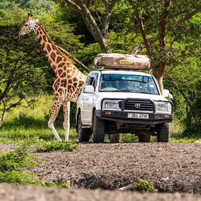 Self Drive Holidays in Uganda -Gorilla Trekking - Self drive Rwanda Uganda