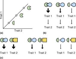 Gene Interaction An Overview Sciencedirect Topics