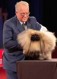 A pekingese named wasabi hotdogged his way to best in show at the 2021 westminster dog show. Pekingese Wasabi Wins Best In Show At Akc Nationals People Com