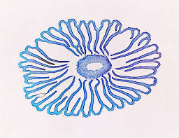 Image result for Coprinus sp.