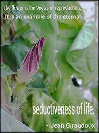 Morning Glory Flower Garden Quotes Flower Quotes Garden Quotes Garden Quotes Signs