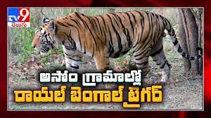 Royal Bengal Tiger Attacks People After Straying Out Of Assam Forest Tv9 Youtube
