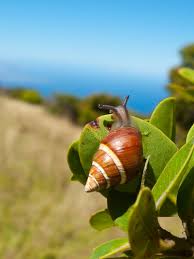 Image result for Alinula sp.