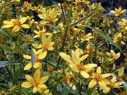 Image result for Bidens oligoflora