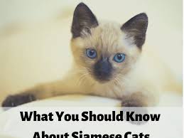 Check spelling or type a new query. Siamese Cats What You Should Know Before Getting One Pethelpful