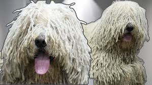 Image result for Komondor