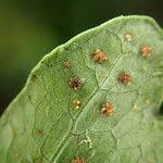 Image result for Tectaria angelicifolia