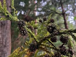 Image result for Cryptomeria