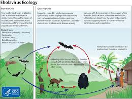 Ebolas Chain Of Infection Contagions