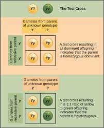 In this example, there are a variety of outcomes that may occur. Test Cross Definition And Examples Biology Dictionary