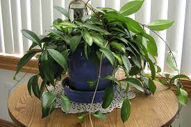 Do hoyas like coffee grounds? Hoya Plants How To Grow Care For Wax Plants Or Porcelain Flowers