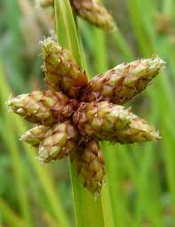 Image result for Schoenoplectiella articulata