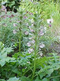 Image result for Acanthus mayaccanus