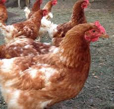 Fugleinfluensa er en dyresykdom som skyldes et mutert virus hos dyr, og som i mange tilfeller fører til døden. Fugleinfluensa I Norge Tysnesingen