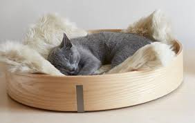 Epingle Sur Nos Amis Les Chats
