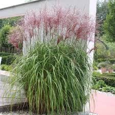 Посмотрите твиты по теме «#chinaschilf» в твиттере. Chinaschilf Miscanthus Sinensis Malepartus Weiss