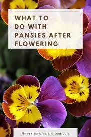What To Do With Pansies After Flowering Flowersandflowerthings Pansies Flowers Pansies Planting Pansies