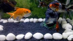See full list on wikihow.com How To Keep Fishtank Water Clean Hindi Youtube