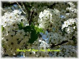 Learn about tree identification with free interactive flashcards. Information About Bradford Pear Trees With Pictures Dengarden