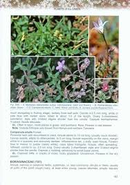 Image result for Monopsis stellarioides